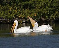 Florida 2 387 white pelican feeding.jpg