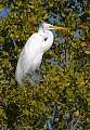 Florida 2 420 great white egret.jpg