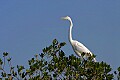 Florida 2 454 great white heron against blue sky.jpg