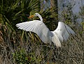 Florida 2 657 great white egret with catch.jpg