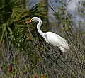 Florida 2 670 great white egret with small fish.jpg