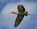 Florida 2 704 immature white ibis.jpg