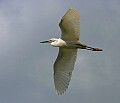 Florida 2 717 snowy egret flying against a blue sky.jpg