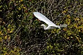 Florida 2 720 snowy egret flying past branches.jpg