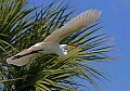 Florida 2 760 great white egret flying.jpg