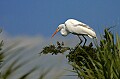 Florida 2 799 great white egret in tree.jpg
