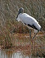 Florida 245 wood stork.jpg