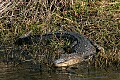 Florida 247 alligator.jpg
