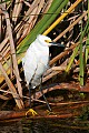 Florida 346 snowy egret.jpg