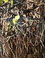Florida 393 green heron.jpg
