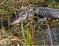 Florida 430 alligator.jpg