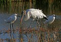Florida 460 snowy egrets and wood stork.jpg