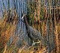 Florida 562 little blue heron.jpg
