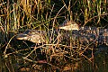 Florida 761 two alligators.jpg