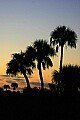 141_4132 florida sunrise through the palms.jpg
