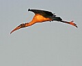 141_4164 wood stork at daybreak.jpg