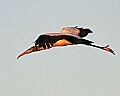 141_4170 wood stork at daybreak.jpg