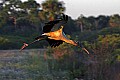 141_4187 wood stork at daybreak.jpg