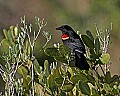 145_4516 red-winged blackbird.jpg
