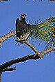 145_4578 black vulture.jpg