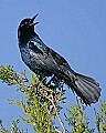 148_4886 boat-tailed grackle.jpg