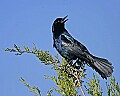 148_4891 boat-tailed grackle.jpg