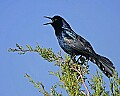 148_4900 boat-tailed grackle.jpg