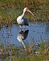 149_4965 white ibis.jpg