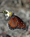 150_5029 butterfly.jpg