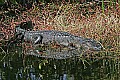 152_5264 alligator.jpg