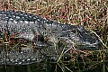 152_5275 alligator.jpg