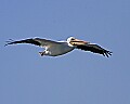 153_5333 white pelican.jpg