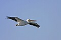 153_5335 white pelican.jpg