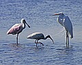 156_5620 roseate spoonbill, white ibis and great egret.jpg