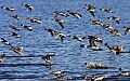 158_5851 ducks in flight.jpg
