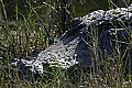 158_5868 lava rock or alligator head.jpg