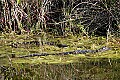 158_5882 baby alligators.jpg