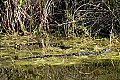 158_5885 little alligators.jpg