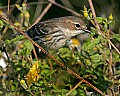 160_6096 yellow-rumped warbler with worm.jpg