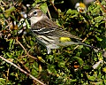 161_6105 yellow-rumped warbler with worm 1.jpg
