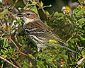 161_6116 yellow-rumped warbler with worm.jpg