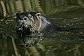 161_6135 river otter.jpg