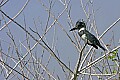 162_6244 belted kingfisher.jpg