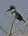 162_6250 belted kingfisher.jpg