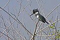 163_6358 belted kingfisher.jpg
