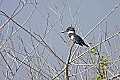 164_6487 belted kingfisher.jpg