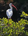 165_6522 white ibis.jpg