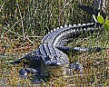 165_6573 alligator.jpg