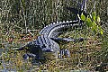 165_6581 alligator.jpg