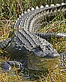 166_6604 alligator.jpg